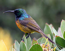 Orange-breasted Sunbird