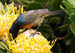 Orange-breasted Sunbird