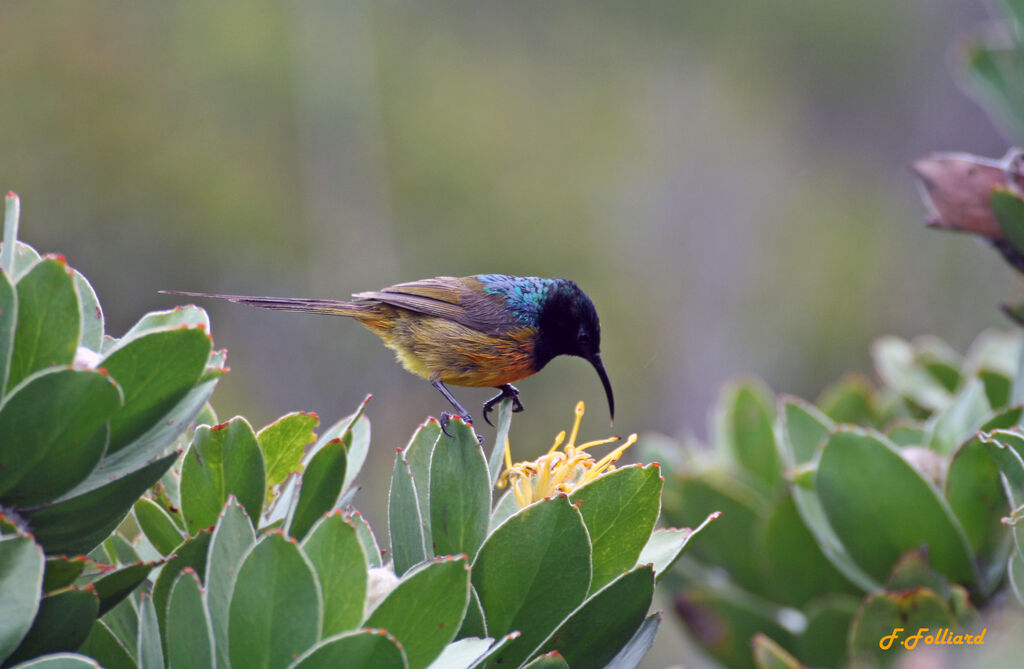 Orange-breasted Sunbird male adult, identification