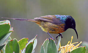 Orange-breasted Sunbird