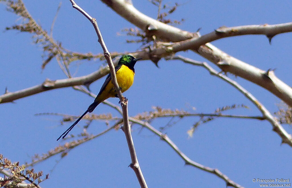 Pygmy Sunbird