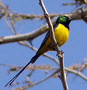 Pygmy Sunbird