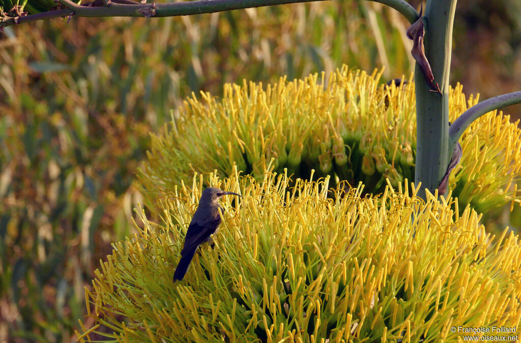 Tacazze Sunbird female