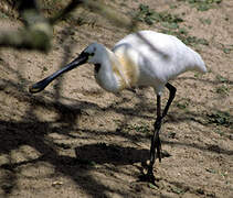 Eurasian Spoonbill