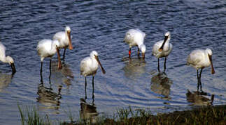 Eurasian Spoonbill