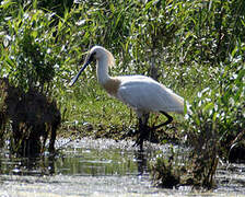 Eurasian Spoonbill