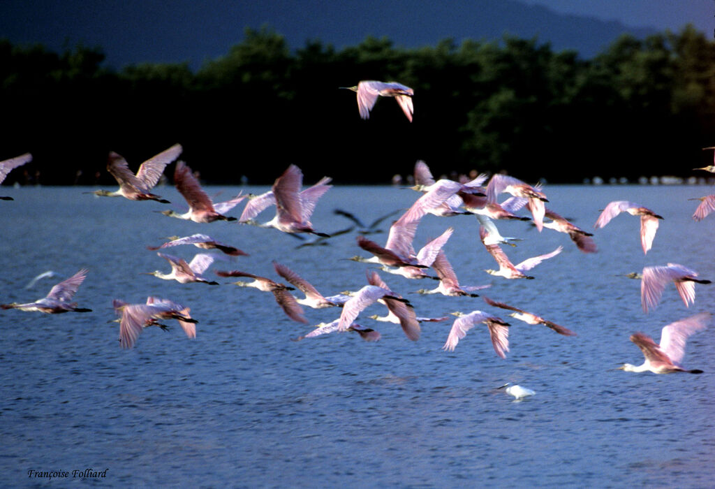 Roseate Spoonbill, Flight