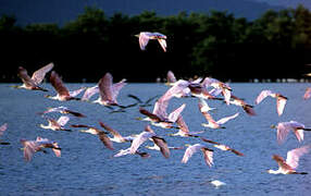 Roseate Spoonbill