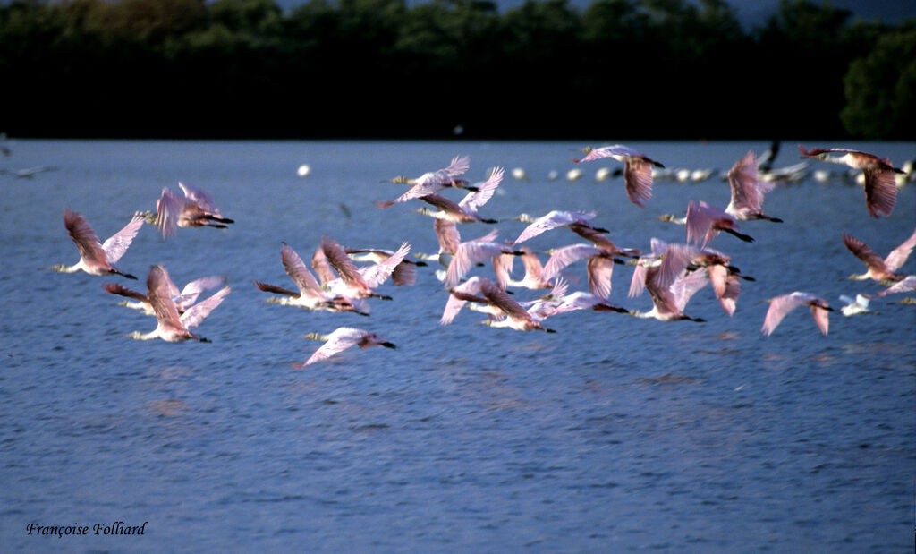 Roseate Spoonbill, Flight