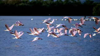 Roseate Spoonbill