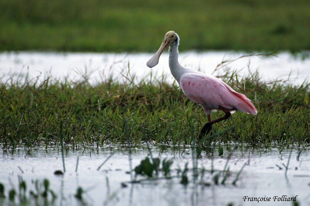 Roseate Spoonbilladult, identification