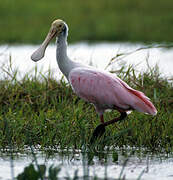 Roseate Spoonbill