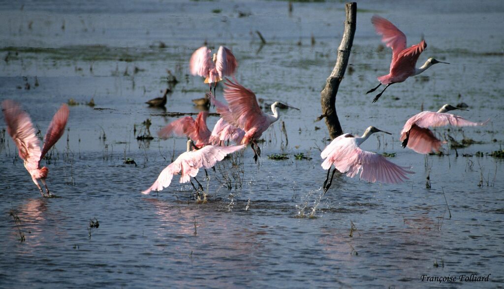 Roseate Spoonbilladult, Flight