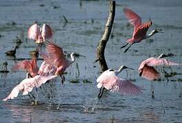 Roseate Spoonbill