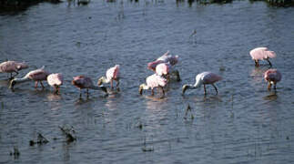 Roseate Spoonbill