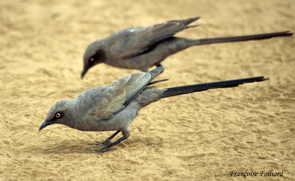 Ashy Starling, identification