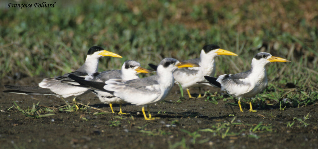 Large-billed Tern, identification