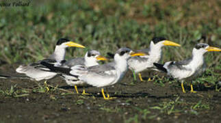 Large-billed Tern