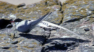 Arctic Tern