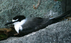 Bridled Tern