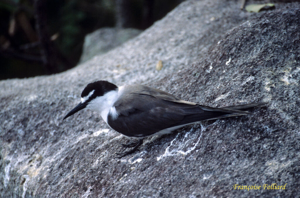 Bridled Ternadult, identification