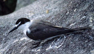 Bridled Tern