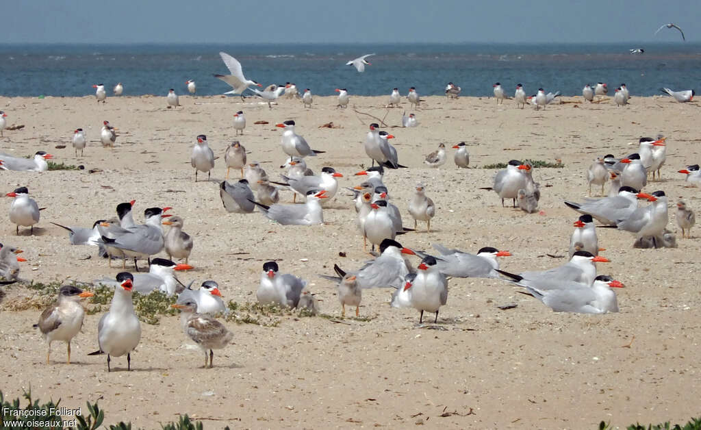 Caspian Tern, colonial reprod.