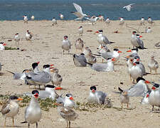 Caspian Tern