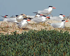 Caspian Tern