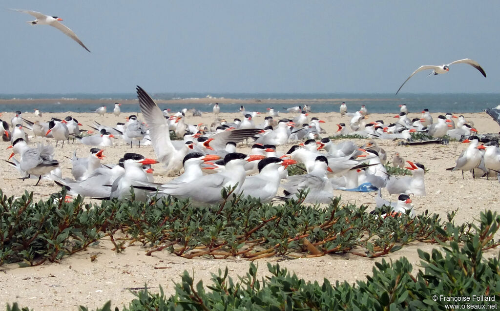 Caspian Tern