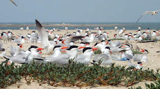 Caspian Tern