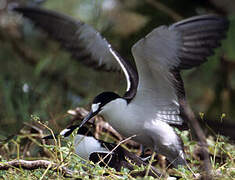 Sooty Tern