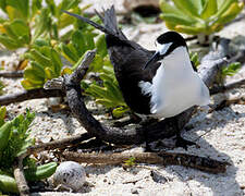 Sooty Tern