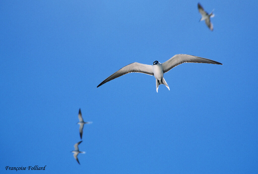 Sooty Ternadult, Flight