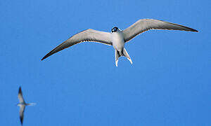 Sooty Tern