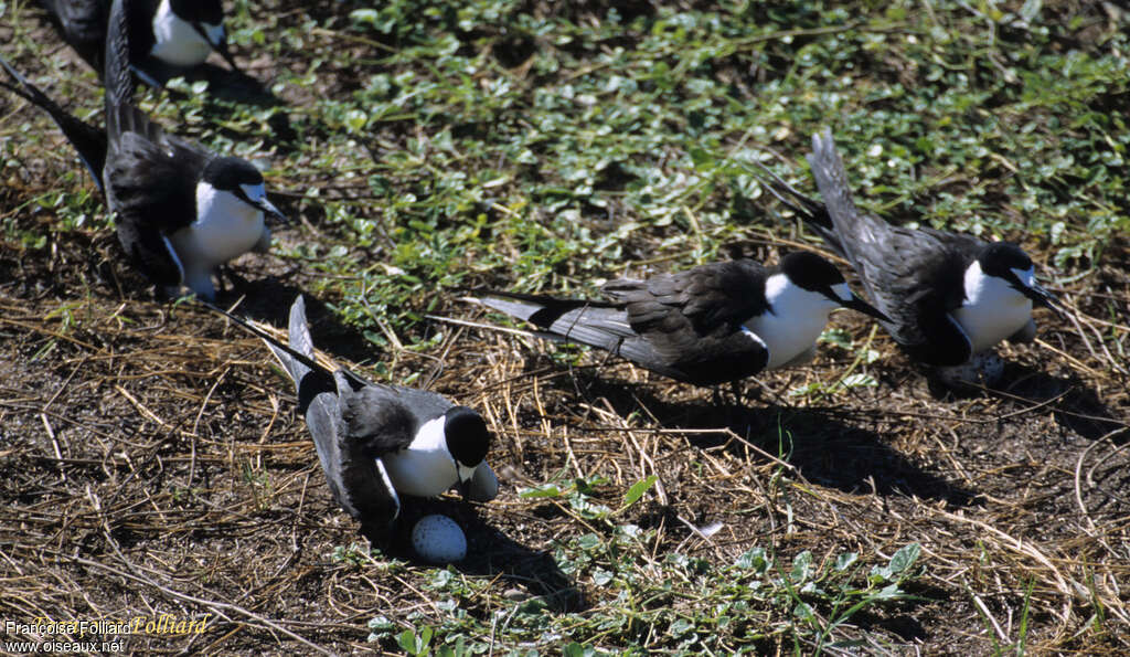 Sooty Ternadult breeding, Reproduction-nesting