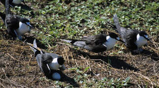 Sooty Tern