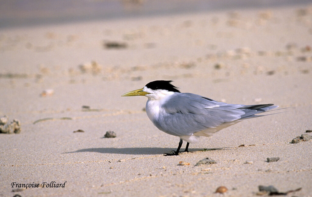 Greater Crested Ternadult, identification