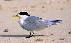 Greater Crested Tern