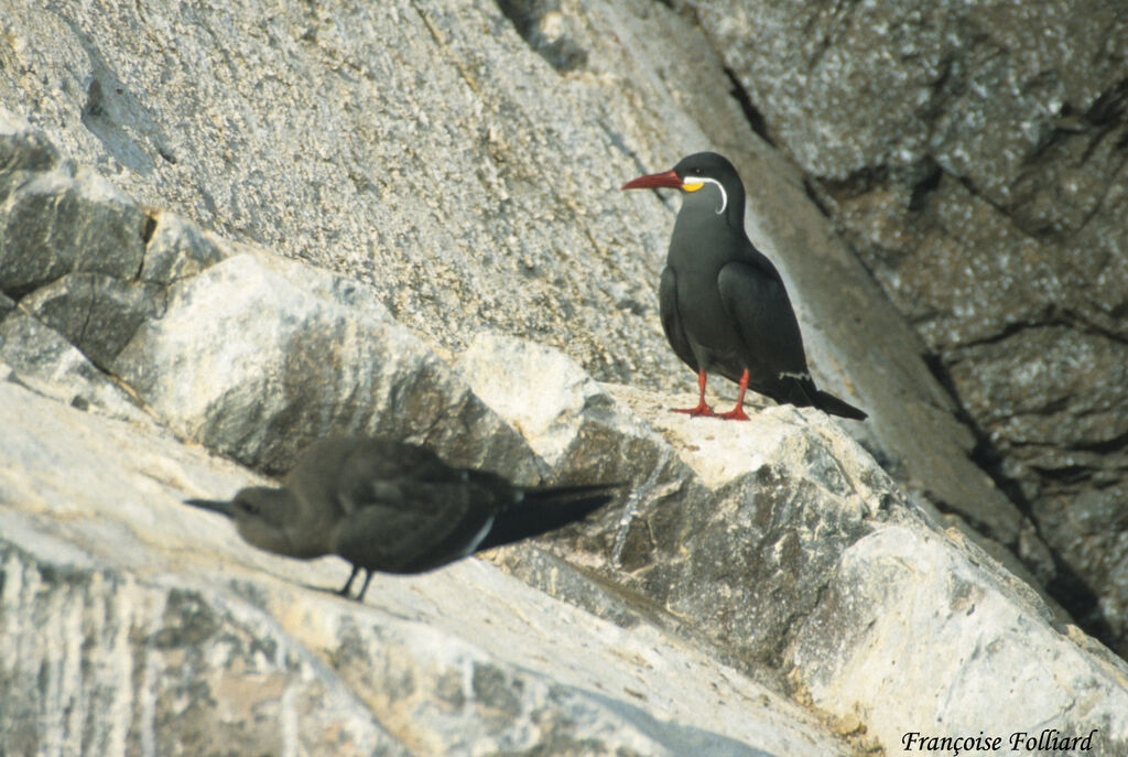 Inca Tern, identification