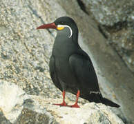 Inca Tern