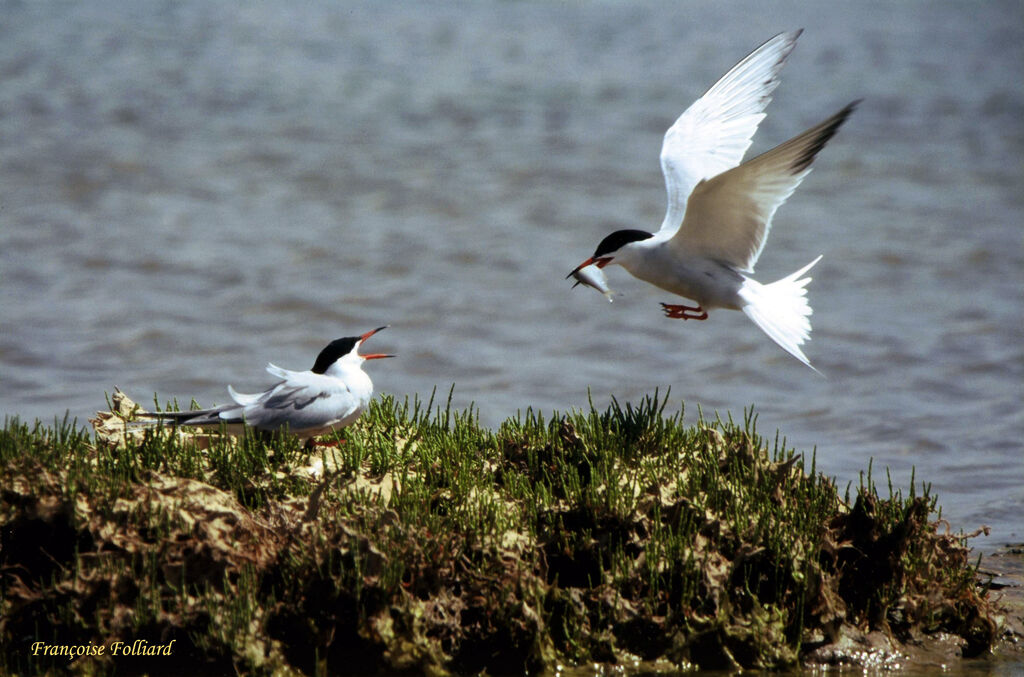 Common Ternadult, identification, Flight, feeding habits