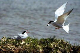 Common Tern