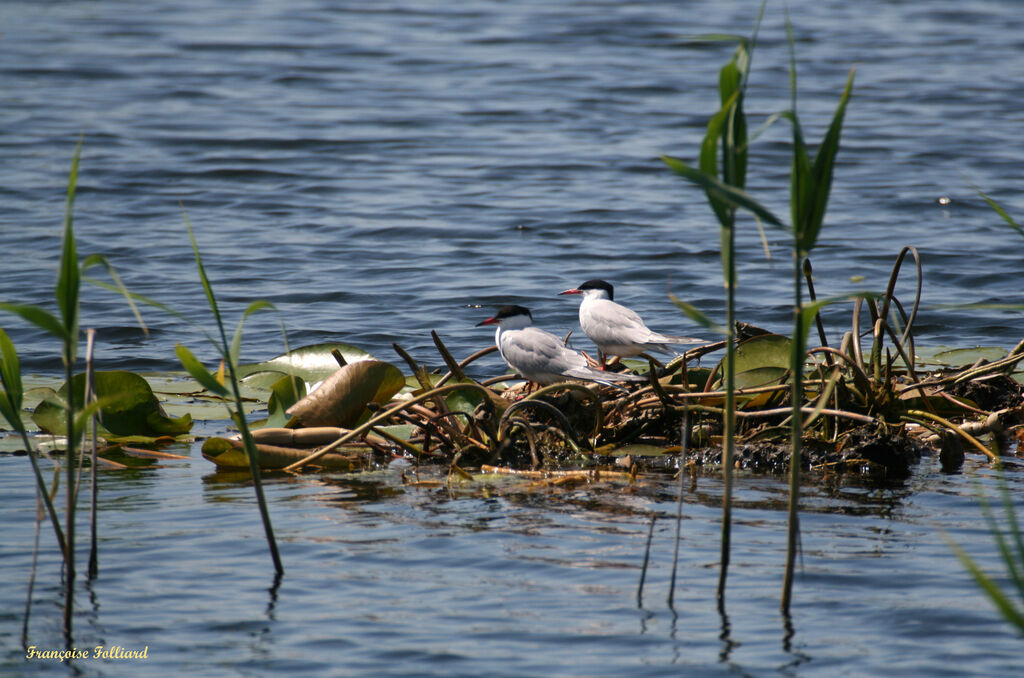 Common Ternadult, identification