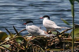 Common Tern