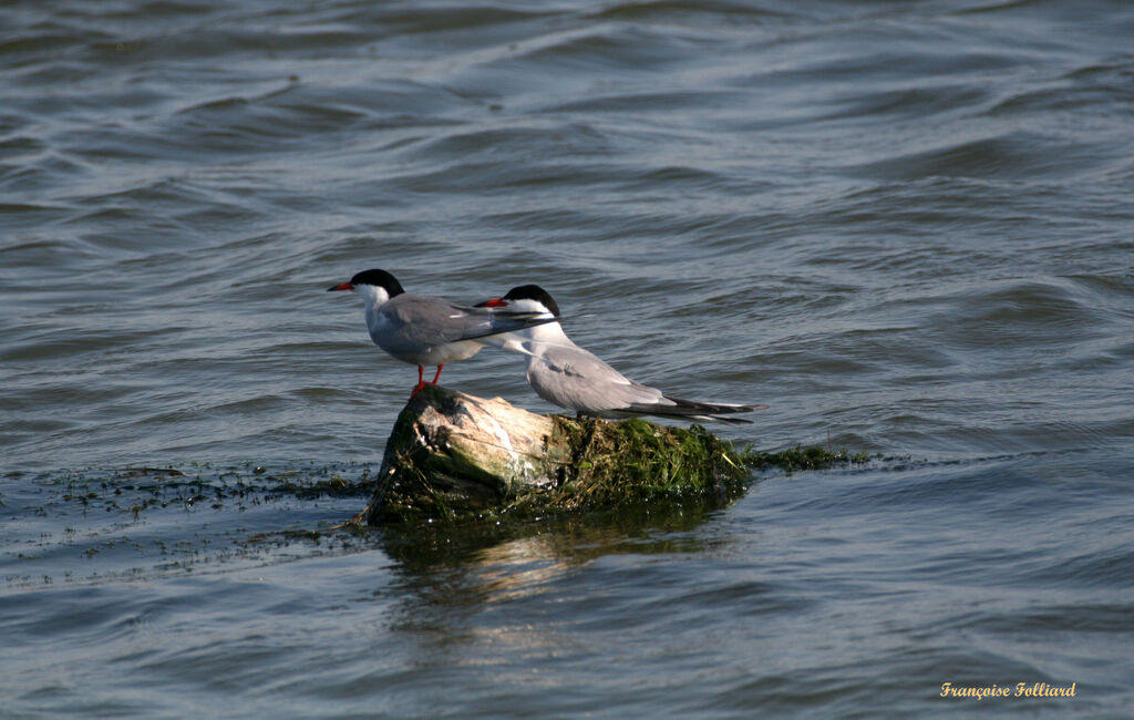 Sterne pierregarinadulte, identification, Comportement