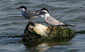 Common Tern