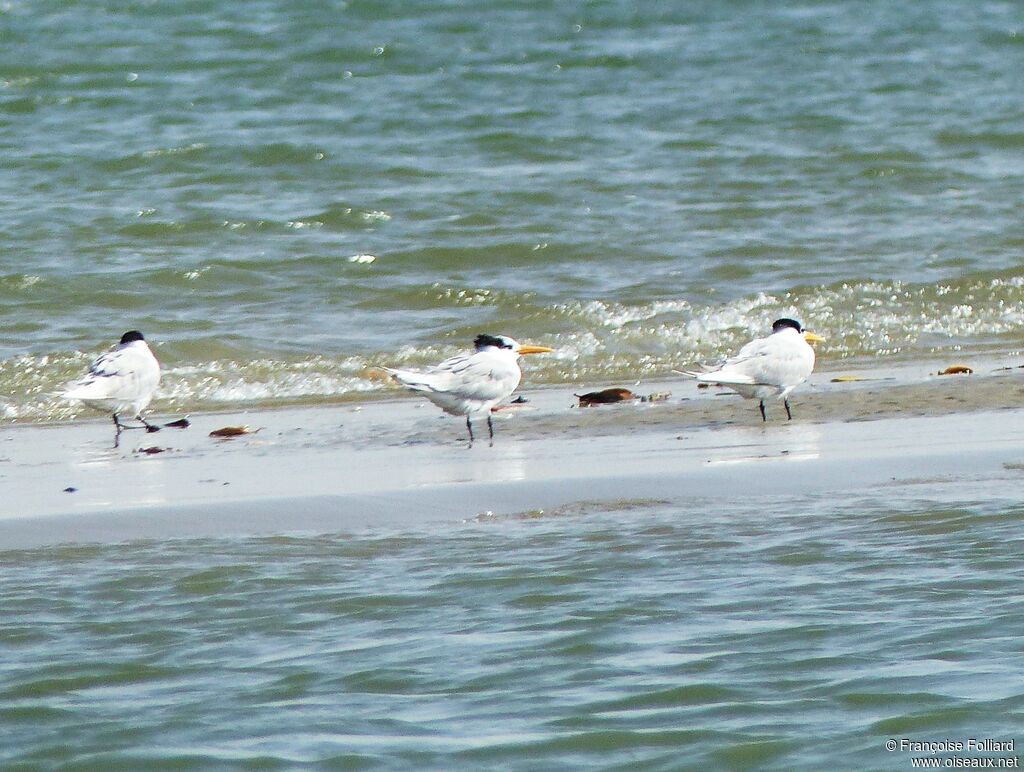 Lesser Crested Tern