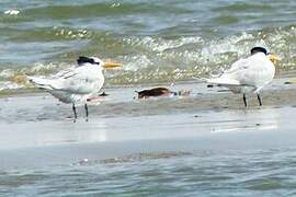 Lesser Crested Tern