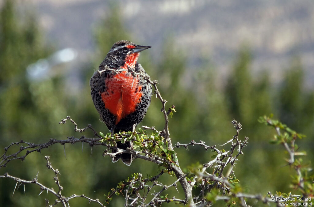 Long-tailed Meadowlark